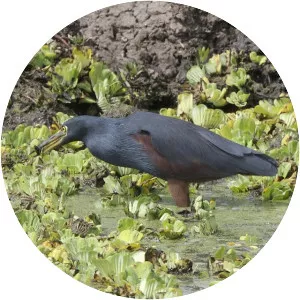 Rufous-bellied heron