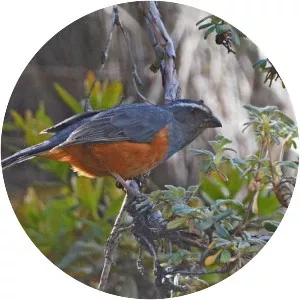 Rufous-bellied mountain tanager