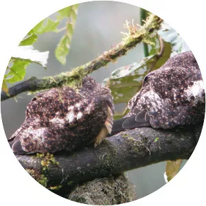 Rufous-bellied nighthawk - Bird