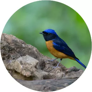 Rufous-bellied niltava