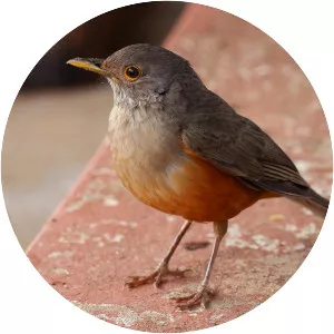 Rufous-bellied thrush - Birds