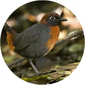 Rufous-breasted antthrush