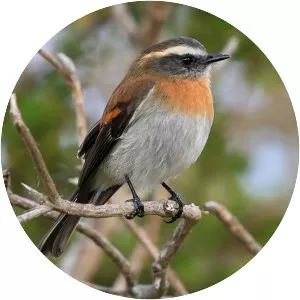 Rufous-breasted chat-tyrant - Bird