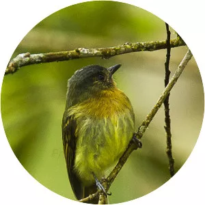 Rufous-breasted flycatcher - Bird