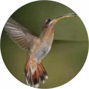 Rufous-breasted hermit photograph