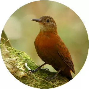 Rufous-breasted leaftosser