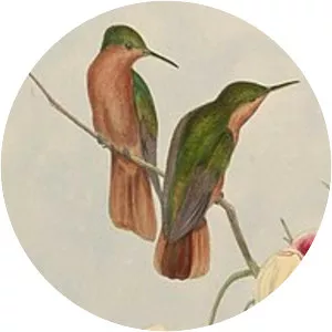 Rufous-breasted sabrewing - Bird
