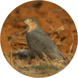 Rufous-breasted sparrowhawk