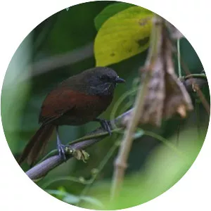 Rufous-breasted spinetail