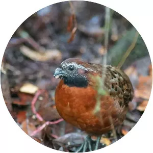 Rufous-breasted wood quail