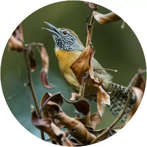 Rufous-breasted wren - Bird
