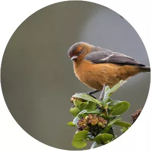 Rufous-browed conebill