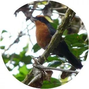 Rufous-browed hemispingus - Bird