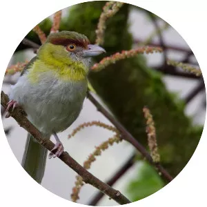 Rufous-browed peppershrike - Bird