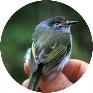 Rufous-browed tyrannulet