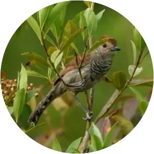 Rufous-capped antshrike