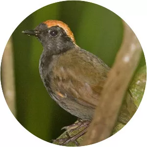 Rufous-capped antthrush