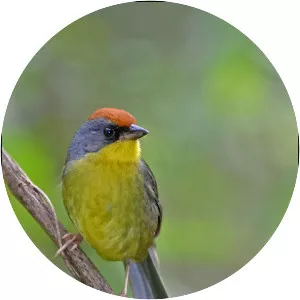 Rufous-capped brush finch - Bird