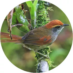 Rufous-capped spinetail - Bird