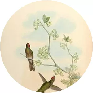 Rufous-capped thornbill