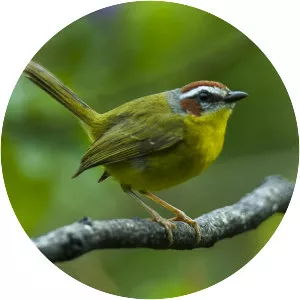 Rufous-capped warbler