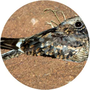 Rufous-cheeked nightjar