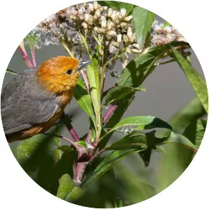 Rufous-chested tanager