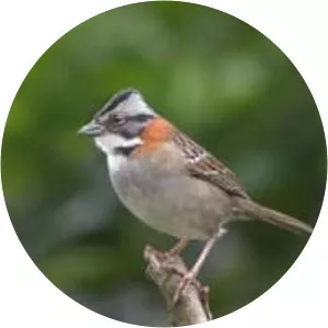 Rufous-collared sparrow