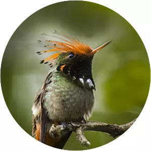 Rufous-crested coquette