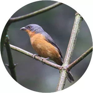 Rufous-crested tanager - Bird