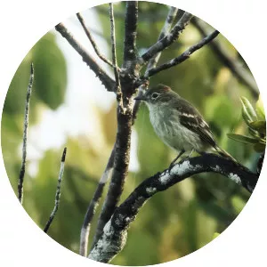 Rufous-crowned elaenia - Bird