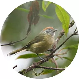 Rufous-crowned greenlet - Bird