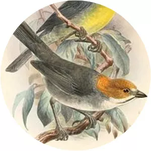 Rufous-eared brush finch - Bird