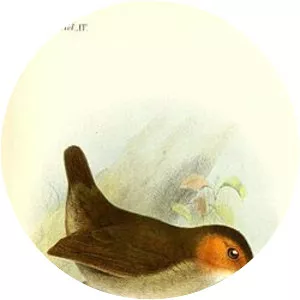 Rufous-faced antpitta - Bird
