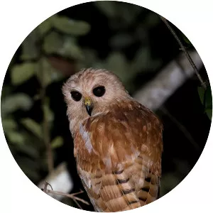 Rufous fishing owl