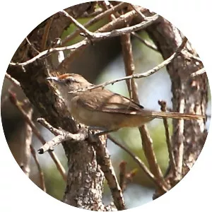 Rufous-fronted thornbird