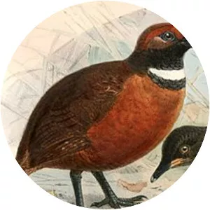 Rufous-fronted wood quail