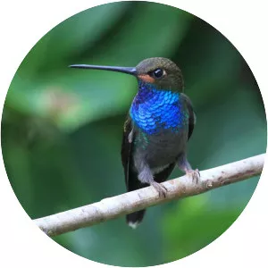 Rufous-gaped hillstar