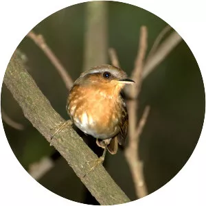 Rufous gnateater - Bird
