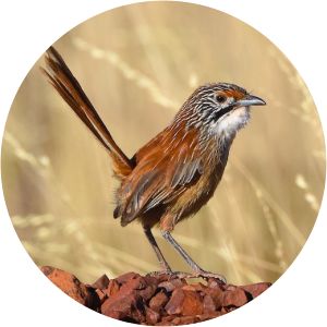 Rufous grasswren - 