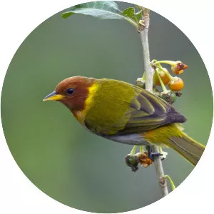 Rufous-headed tanager