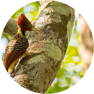 Rufous-headed woodpecker