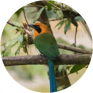 Rufous motmot