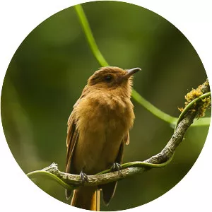 Rufous mourner