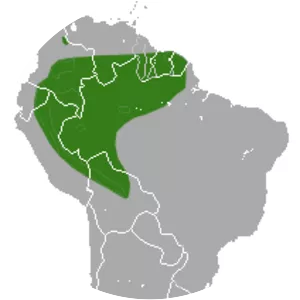 Rufous mouse opossum