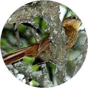 Rufous-necked foliage-gleaner