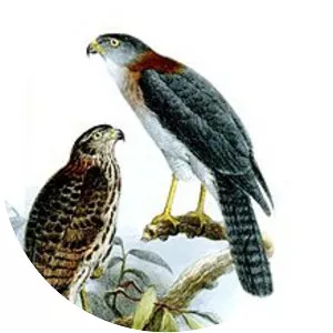 Rufous-necked sparrowhawk