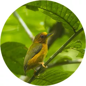 Rufous piculet