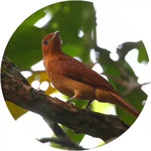 Rufous piha - 