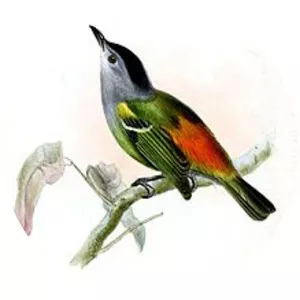 Rufous-rumped antwren - Bird